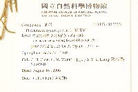 銀膠菊藏品圖，第2張