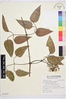 厚葉鐵線蓮藏品圖，第1張