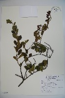 登錄號:S122231藏品圖，第1張