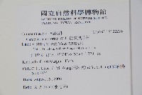 西南風鈴草藏品圖，第2張