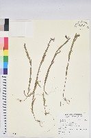 登錄號:S122242藏品圖，第1張