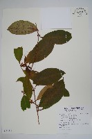 香花藤藏品圖，第1張