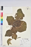 毛桐藏品圖，第1張