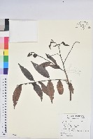 登錄號:S122269藏品圖，第1張