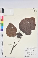 三年桐、光桐藏品圖，第1張