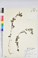 登錄號:S122275藏品圖，第1張