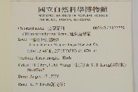 寬葉金粟蘭藏品圖，第2張