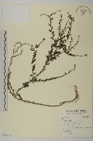 登錄號:S122286藏品圖，第1張