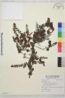 登錄號:S122291藏品圖，第1張