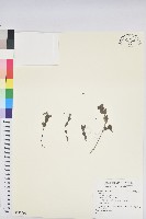 登錄號:S122295藏品圖，第1張