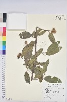 登錄號:S122296藏品圖，第1張