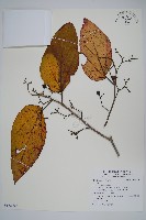 登錄號:S122299藏品圖，第1張