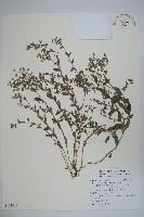 西南風鈴草藏品圖，第1張