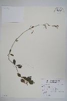 登錄號:S122302藏品圖，第1張