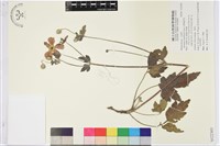 打破碗花花藏品圖，第1張