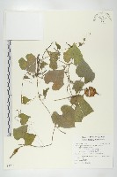 裸瓣瓜藏品圖，第1張