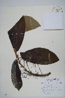 登錄號:S122320藏品圖，第1張