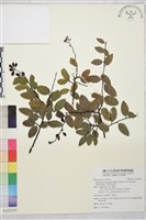 光枝勾兒茶藏品圖，第1張