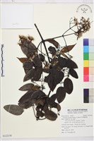 柱果鐵線蓮藏品圖，第1張