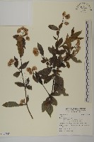 登錄號:S122347藏品圖，第1張