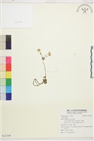 登錄號:S122348藏品圖，第1張