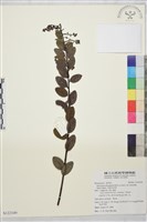 光枝勾兒茶藏品圖，第1張