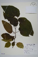 登錄號:S122350藏品圖，第1張