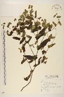 登錄號:S122351藏品圖，第1張