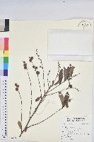 登錄號:S122352藏品圖，第1張