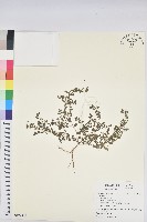 登錄號:S122355藏品圖，第1張