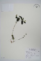 登錄號:S122359藏品圖，第1張