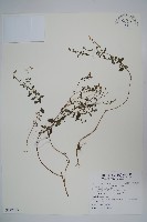 西南風鈴草藏品圖，第1張