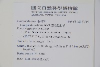 西南風鈴草藏品圖，第2張