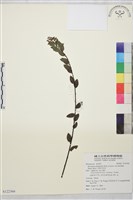 光枝勾兒茶藏品圖，第1張