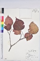 登錄號:S122379藏品圖，第1張