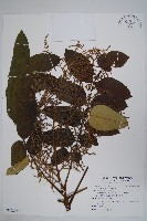 鹽膚木藏品圖，第1張