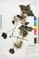 銹毛鐵線蓮藏品圖，第1張