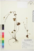 登錄號:S122395藏品圖，第1張