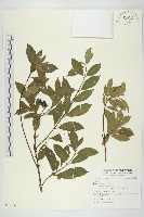 登錄號:S122396藏品圖，第1張