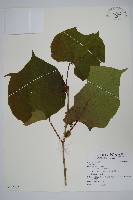 登錄號:S122402藏品圖，第1張