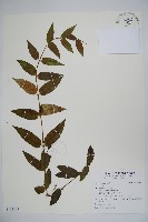 登錄號:S122403藏品圖，第1張