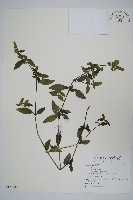 登錄號:S122405藏品圖，第1張