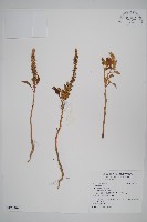 登錄號:S122409藏品圖，第1張