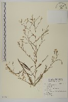 掃帚菊藏品圖，第1張