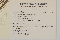 掃帚菊藏品圖，第2張