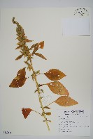 登錄號:S122411藏品圖，第1張