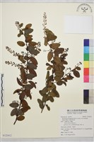 光枝勾兒茶藏品圖，第1張
