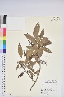 登錄號:S122423藏品圖，第1張