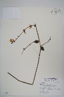 登錄號:S122425藏品圖，第1張