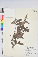 登錄號:S122432藏品圖，第1張